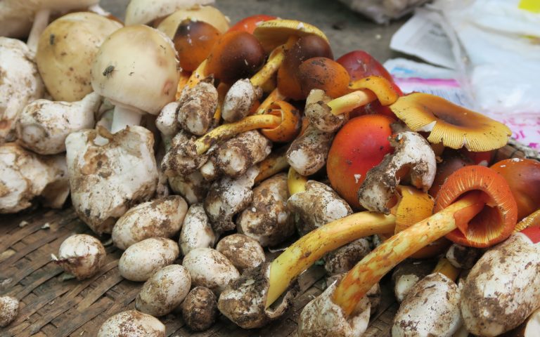 Лесные грибы на тайском рынке