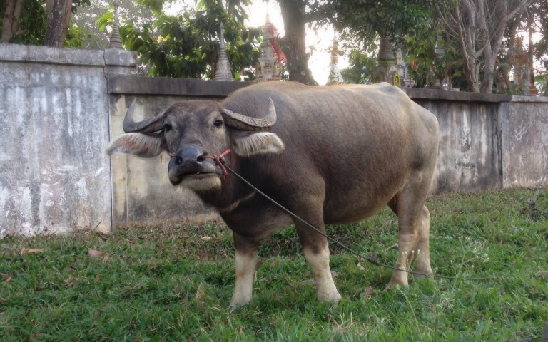 Крутой исанский буйвол