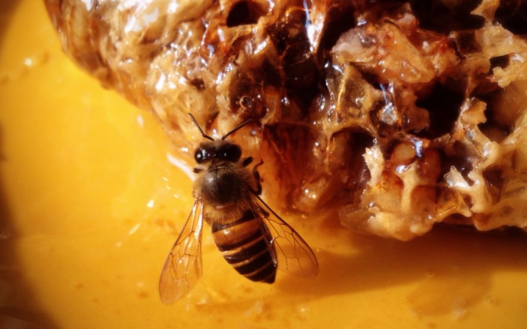 Лангановый мёд