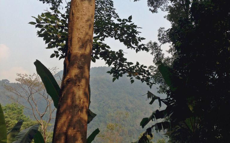 Реликтовый лес Северного Таиланда 4