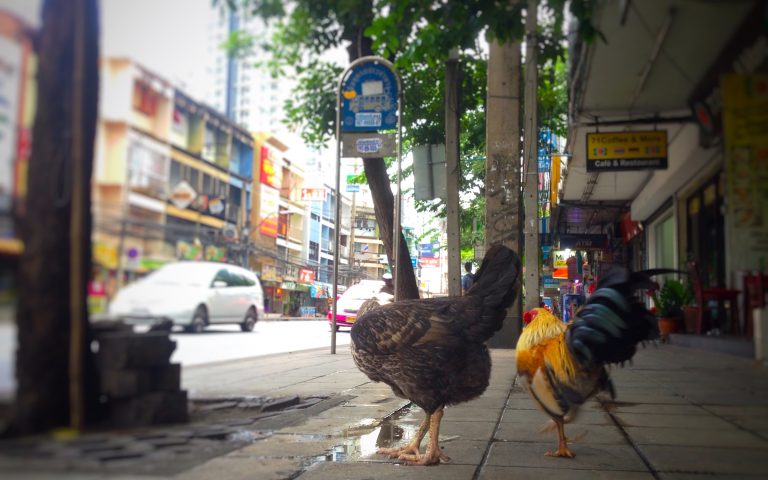 Петухи на улицах Бангкока