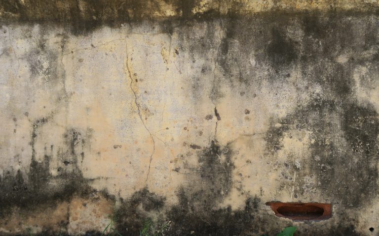 Проект «Бодхидхарма сидел». Стена №19