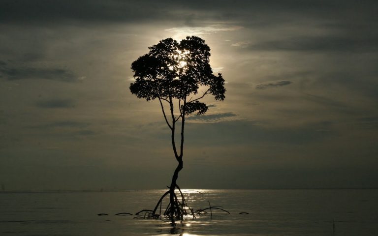 Мангровое дерево в Андаманском море