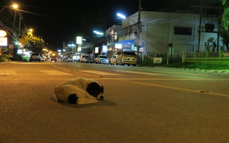 Почему тайские собаки спят на проезжей части?