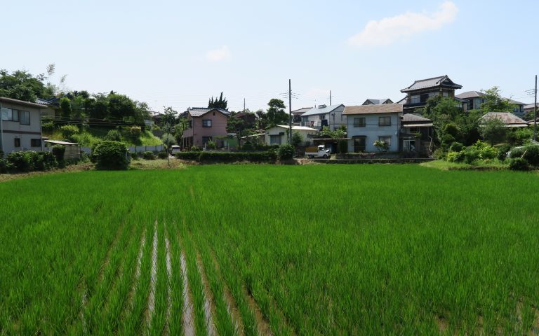 Рисовые поля в черте города