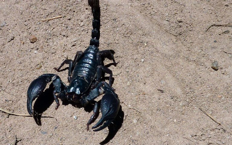 Тайский черный скорпион
